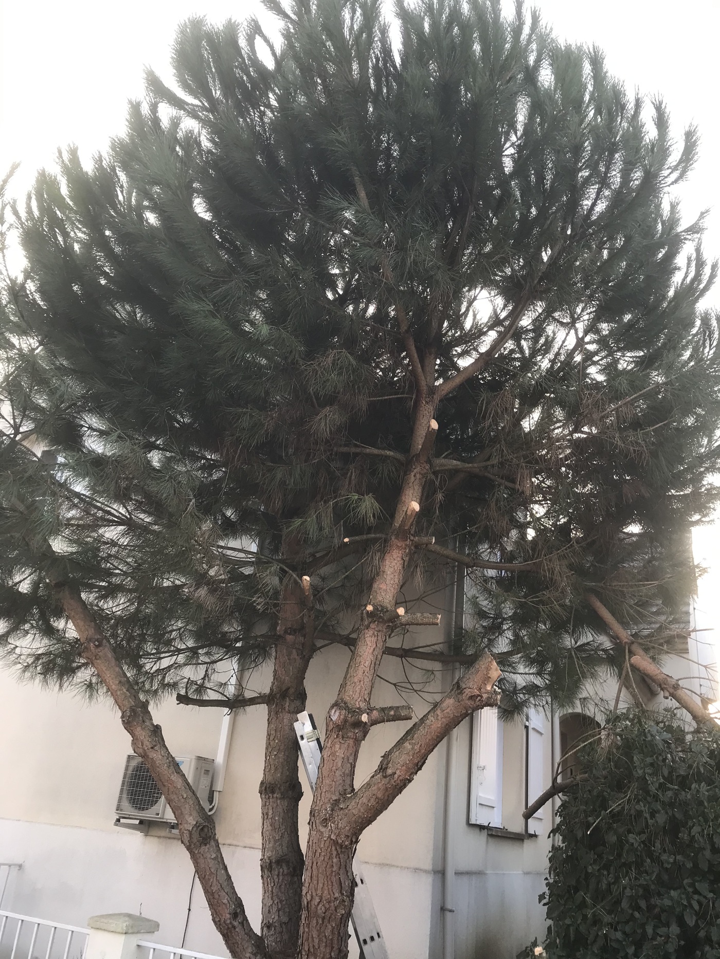 elagage arbre